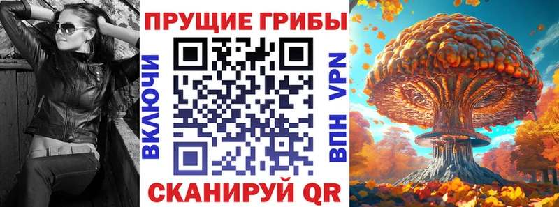 Купить  Кизел  Псилоцибиновые грибы Cubensis 